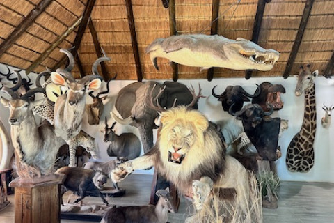 South Africa Taxidermy