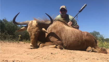 Golden Wildebeest Hunt with Africa Hunt Lodge