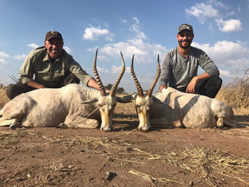 White Blesbok Hunting