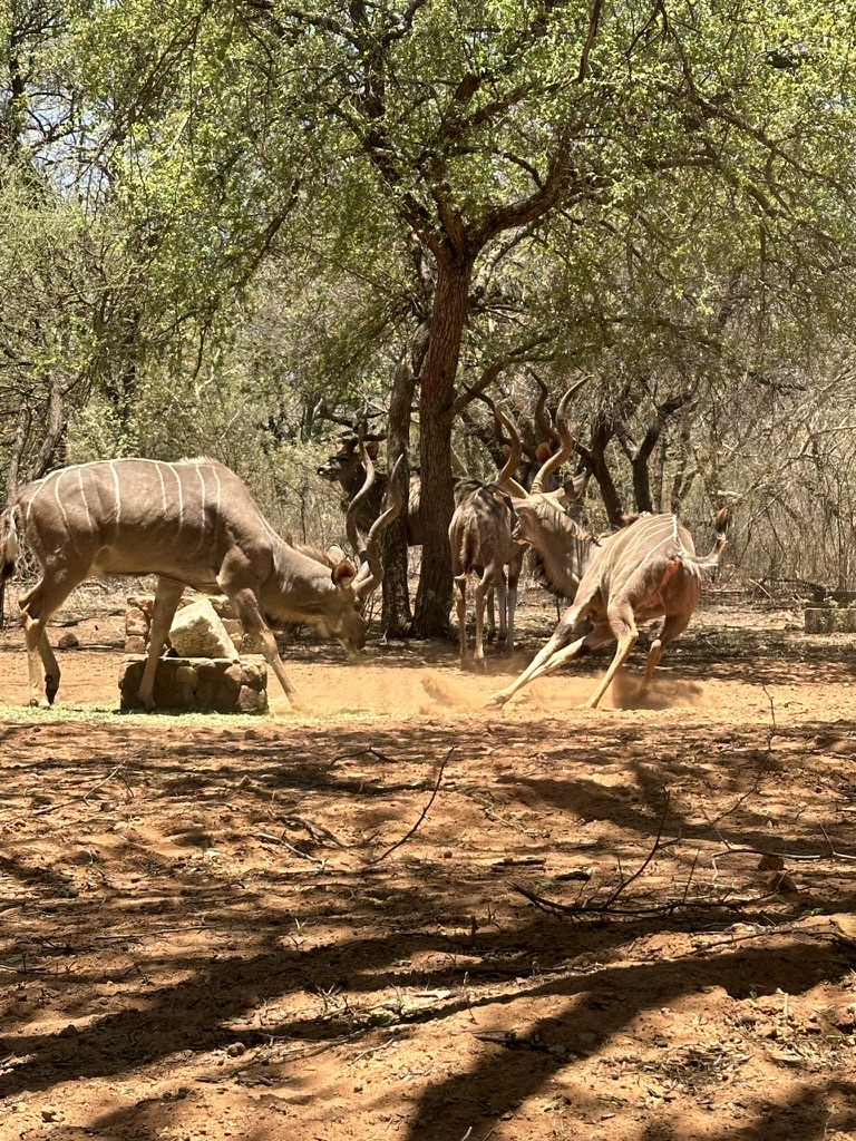 Action from the Pit Blinds at Africa Hunt Lodge