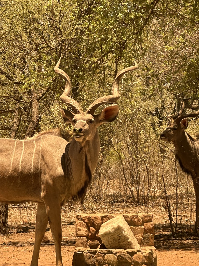 View from the Pit Blinds Africa Hunt Lodge