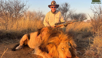 August 2023 Trophy African Lion Hunt