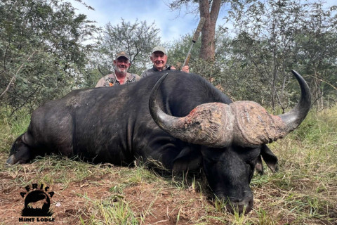 Cape buffalo Hunting - Africa Hunt Lodge